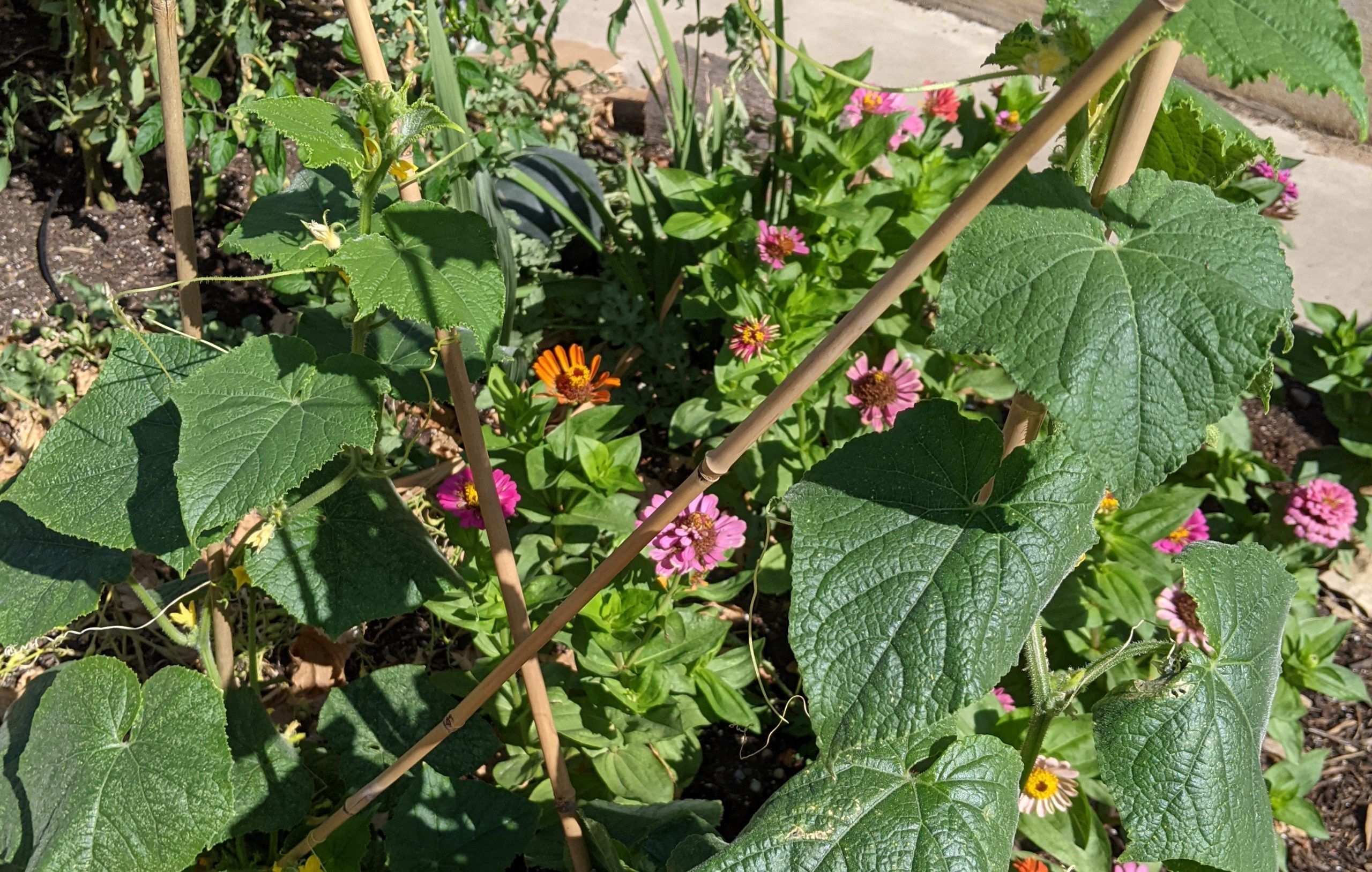 How to Turn Weeds into a Garden Using Cardboard • The Nook on 32